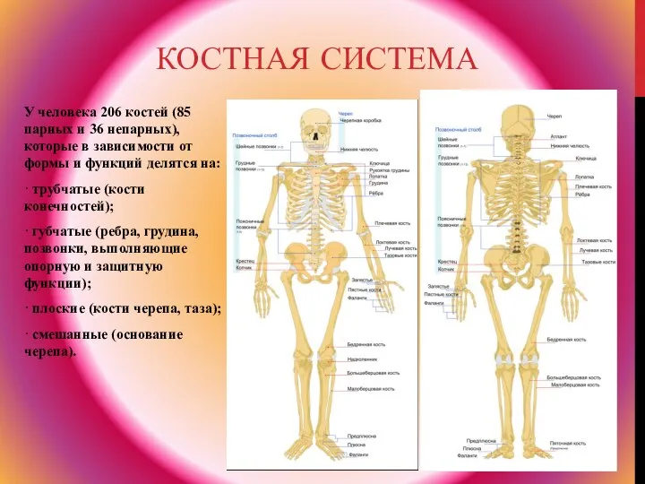 КОСТНАЯ СИСТЕМА У человека 206 костей (85 парных и 36 непарных),