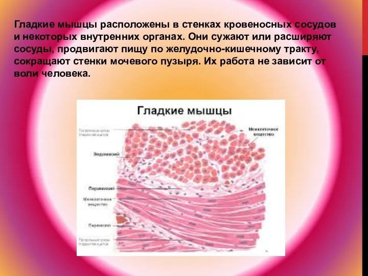 Гладкие мышцы расположены в стенках кровеносных сосудов и некоторых внутренних органах.