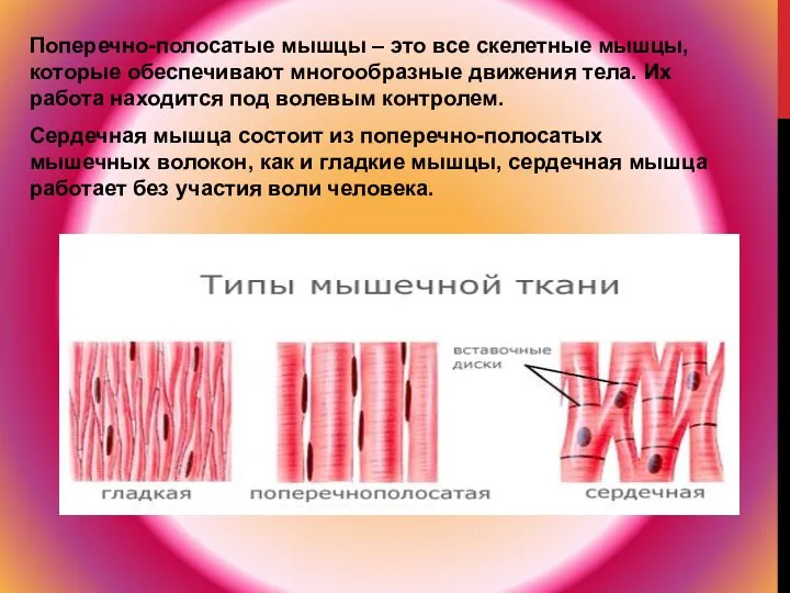 Поперечно-полосатые мышцы – это все скелетные мышцы, которые обеспечивают многообразные движения