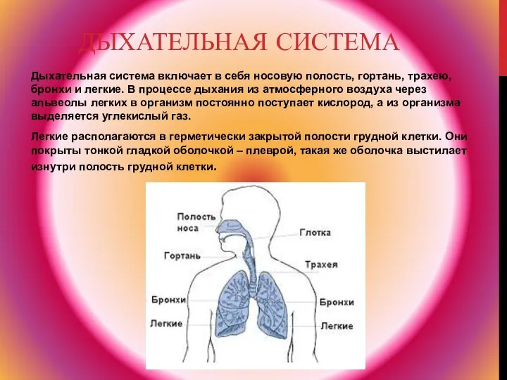 ДЫХАТЕЛЬНАЯ СИСТЕМА Дыхательная система включает в себя носовую полость, гортань, трахею,