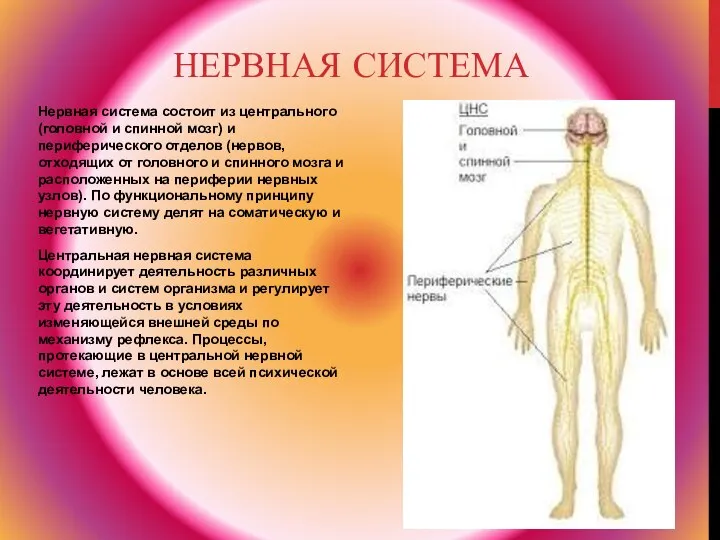 НЕРВНАЯ СИСТЕМА Нервная система состоит из центрального (головной и спинной мозг)