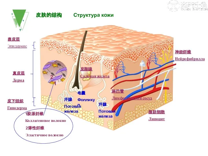 皮肤的结构 Структура кожи 表皮层 Эпидермис 真皮层 Дерма 皮下组织 Гиподерма 毛囊 Фолликул