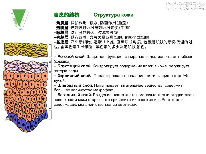 表皮的结构 Структура кожи --角质层 保护作用，锁水、防菌作用（瓶盖） --透明层 控制皮肤水分管制水分流失（手脚） --颗粒层 防止异物侵入，过滤紫外线 --有棘层 储存营养，含有大量巨噬细胞，朗格罕式细胞