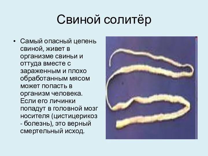 Свиной солитёр Самый опасный цепень свиной, живет в организме свиньи и