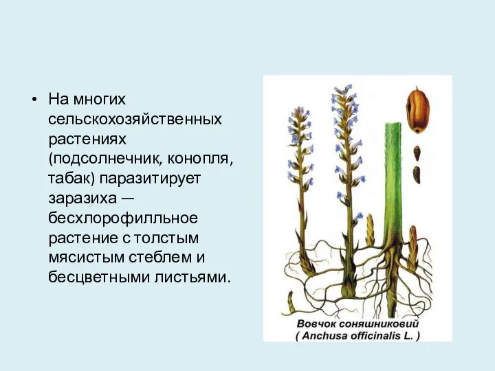 На многих сельскохозяйственных растениях (подсолнечник, конопля, табак) паразитирует заразиха — бесхлорофилльное