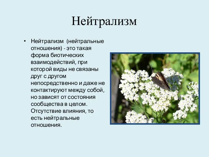 Нейтрализм Нейтрализм (нейтральные отношения) - это такая форма биотических взаимодействий, при