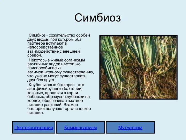 Комменсализм Мутуализм Протокооперация Симбиоз Симбиоз - сожительство особей двух видов, при