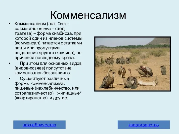 Комменсализм Комменсализм (лат. Com – совместно; mensa – стол, трапеза) –