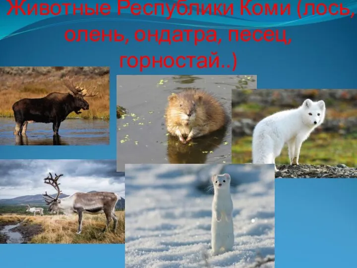 Животные Республики Коми (лось, олень, ондатра, песец, горностай..)