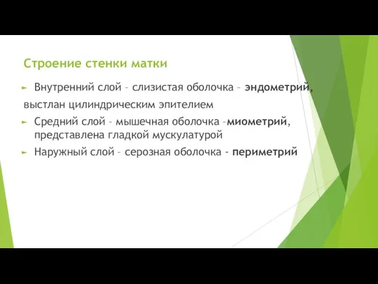 Строение стенки матки Внутренний слой – слизистая оболочка – эндометрий, выстлан