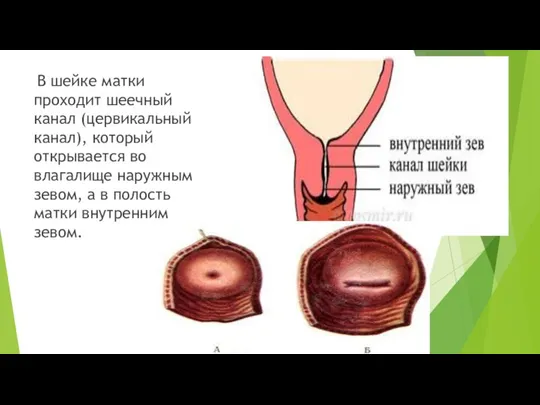 В шейке матки проходит шеечный канал (цервикальный канал), который открывается во