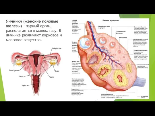 Яичники (женские половые железы) – парный орган, располагается в малом тазу.