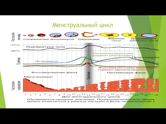 Менструальный цикл