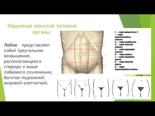 Наружные женские половые органы: Лобок – представляет собой треугольное возвышение, располагающееся