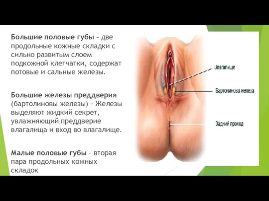 Большие половые губы – две продольные кожные складки с сильно развитым