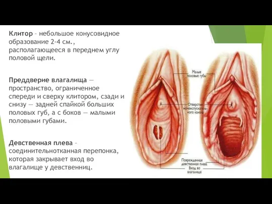 Клитор – небольшое конусовидное образование 2-4 см., располагающееся в переднем углу