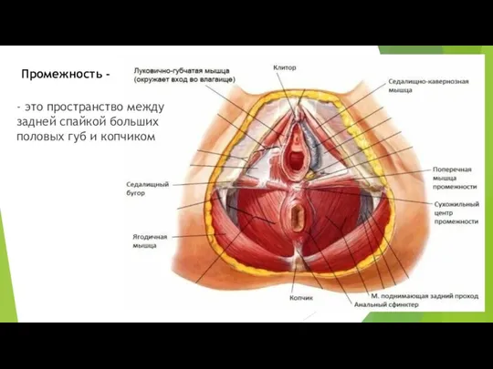 Промежность - - это пространство между задней спайкой больших половых губ и копчиком