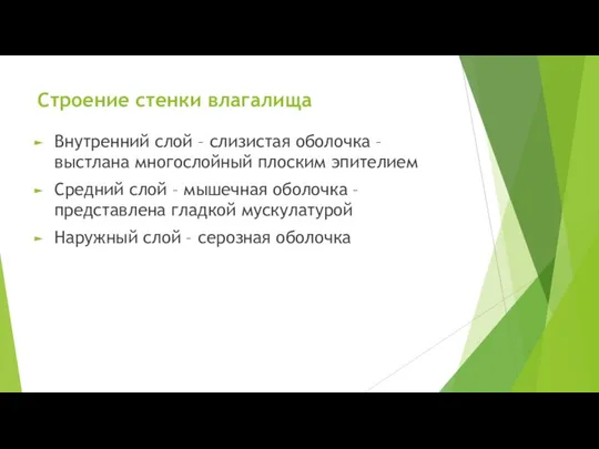 Строение стенки влагалища Внутренний слой – слизистая оболочка – выстлана многослойный