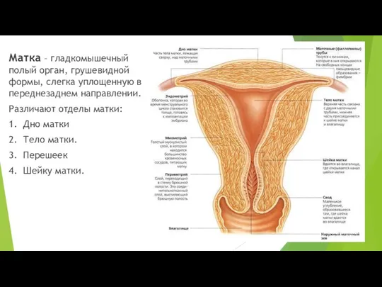 Матка – гладкомышечный полый орган, грушевидной формы, слегка уплощенную в переднезаднем