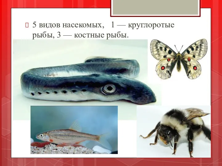 5 видов насекомых, 1 — круглоротые рыбы, 3 — костные рыбы.