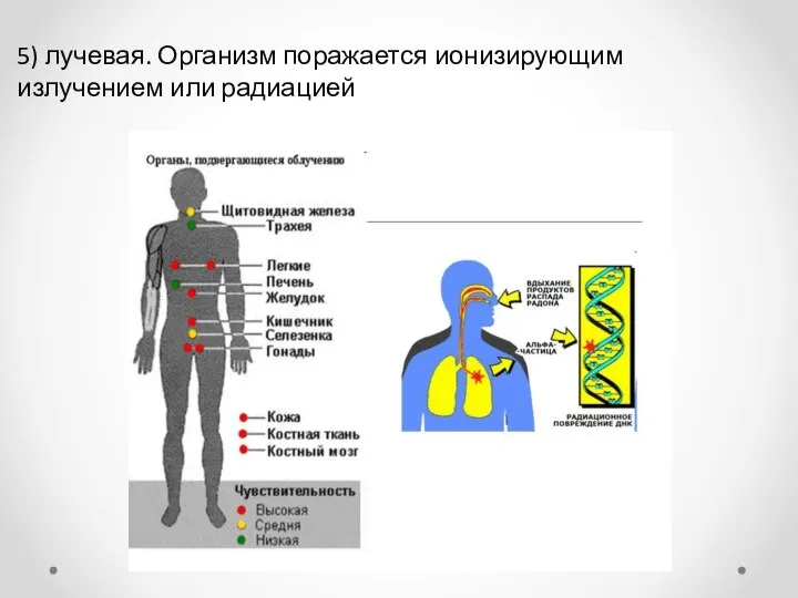 5) лучевая. Организм поражается ионизирующим излучением или радиацией