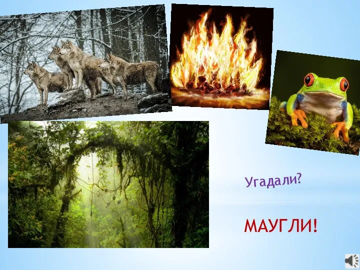 Угадали? МАУГЛИ!