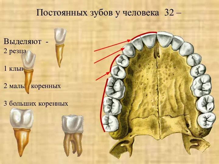 Постоянных зубов у человека 32 – Выделяют - 2 резца 1