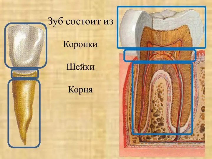 Зуб состоит из Коронки Шейки Корня