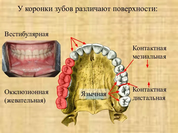 У коронки зубов различают поверхности: Вестибулярная Окклюзионная (жевательная) Язычная Контактная мезиальная Контактная дистальная