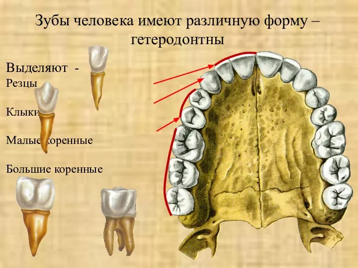 Зубы человека имеют различную форму – гетеродонтны Выделяют - Резцы Клыки Малые коренные Большие коренные