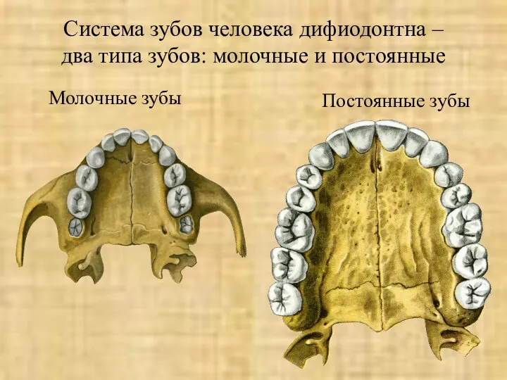 Молочные зубы Постоянные зубы Система зубов человека дифиодонтна – два типа зубов: молочные и постоянные