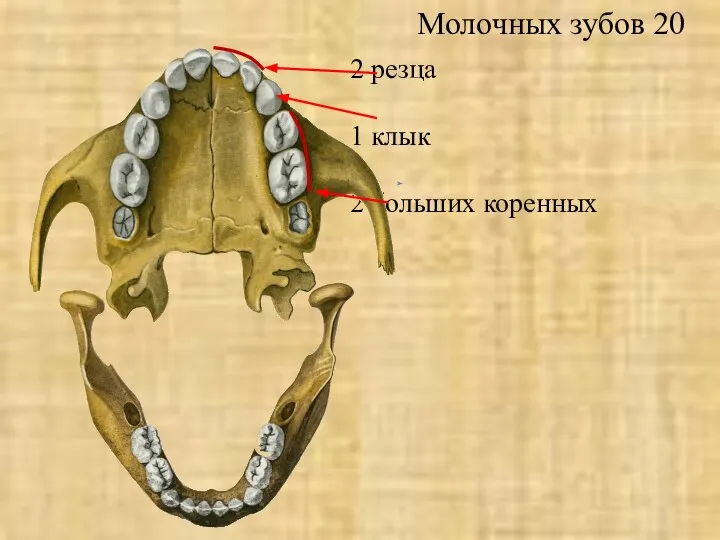 Молочных зубов 20 2 резца 1 клык 2 больших коренных