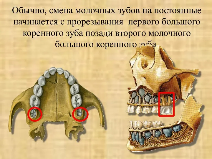 Обычно, смена молочных зубов на постоянные начинается с прорезывания первого большого