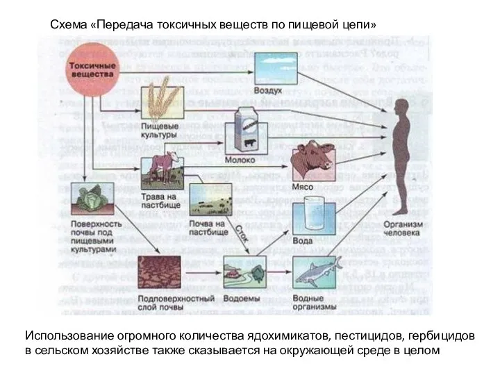 Использование огромного количества ядохимикатов, пестицидов, гербицидов в сельском хозяйстве также сказывается