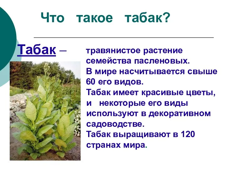 Что такое табак? Табак – травянистое растение семейства пасленовых. В мире