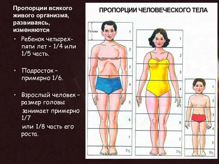 Пропорции всякого живого организма, развиваясь, изменяются Ребенок четырех-пяти лет – 1/4