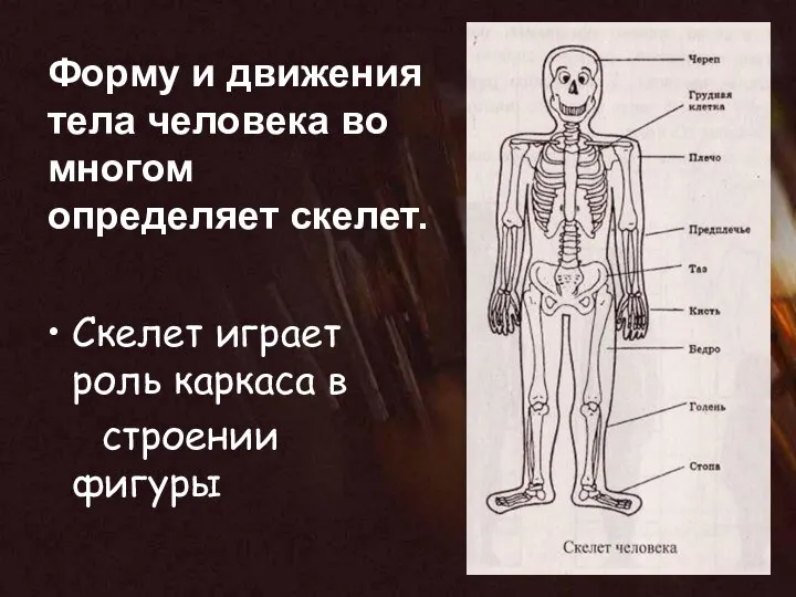 Форму и движения тела человека во многом определяет скелет. Скелет играет роль каркаса в строении фигуры