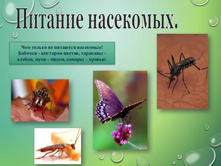 Питание насекомых. Чем только не питаются насекомые! Бабочки - нектаром цветов,