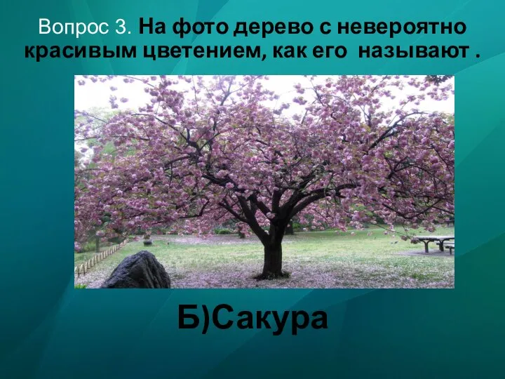 Вопрос 3. На фото дерево с невероятно красивым цветением, как его называют . Б)Сакура