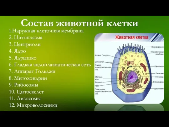 Состав животной клетки 1.Наружная клеточная мембрана 2. Цитоплазма 3. Центриоли 4.