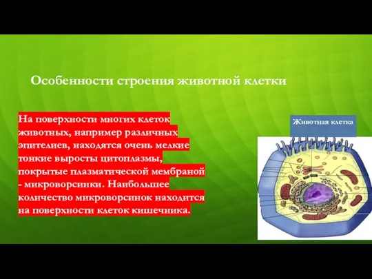 Особенности строения животной клетки На поверхности многих клеток животных, например различных