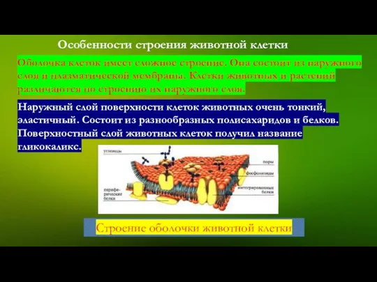 Особенности строения животной клетки Оболочка клеток имеет сложное строение. Она состоит