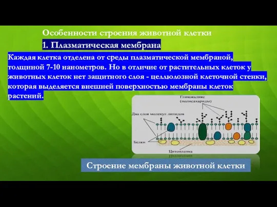 Особенности строения животной клетки Каждая клетка отделена от среды плазматической мембраной,