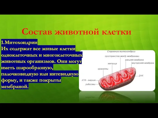 Состав животной клетки 1.Митохондрии Их содержат все живые клетки одноклеточных и