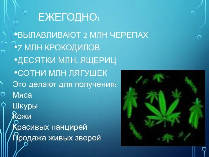 ЕЖЕГОДНО: ВЫЛАВЛИВАЮТ 2 МЛН ЧЕРЕПАХ 7 МЛН КРОКОДИЛОВ ДЕСЯТКИ МЛН. ЯЩЕРИЦ