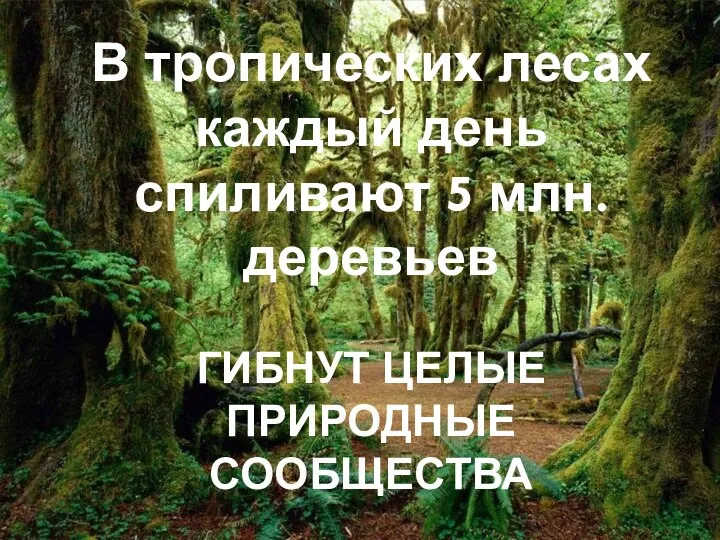 В тропических лесах каждый день спиливают 5 млн. деревьев ГИБНУТ ЦЕЛЫЕ ПРИРОДНЫЕ СООБЩЕСТВА