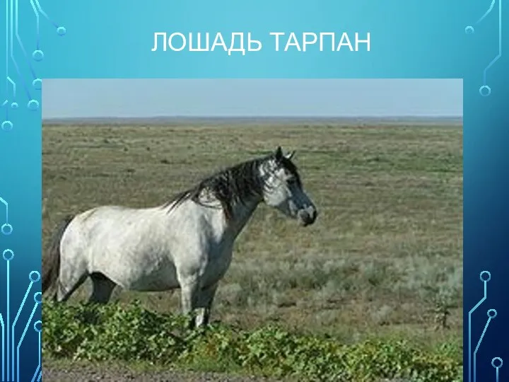 ЛОШАДЬ ТАРПАН