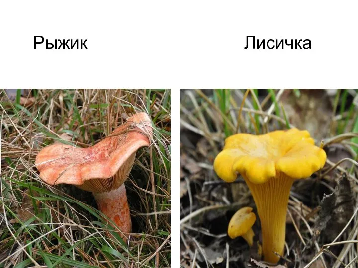 Рыжик Лисичка