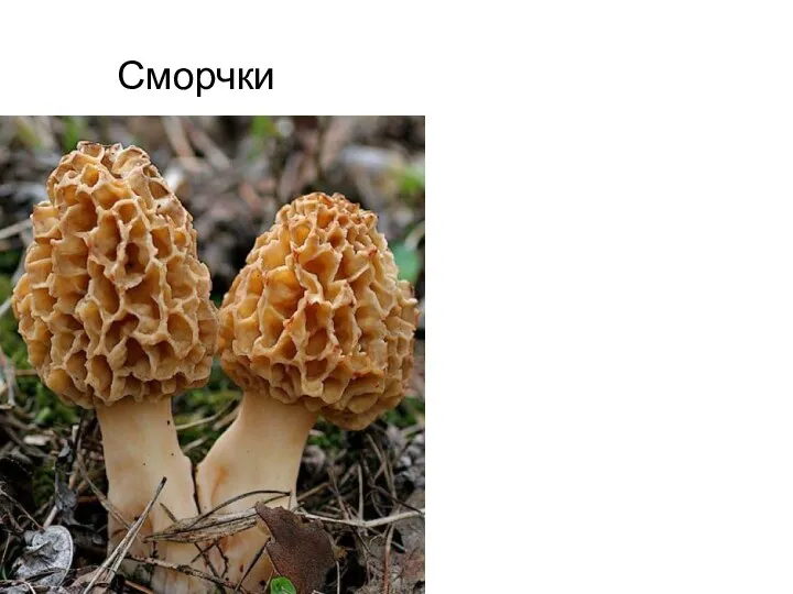 Сморчки