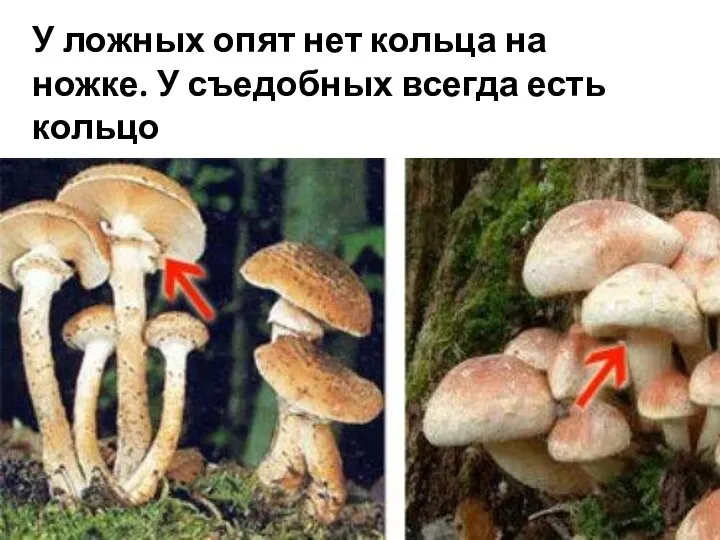 У ложных опят нет кольца на ножке. У съедобных всегда есть кольцо